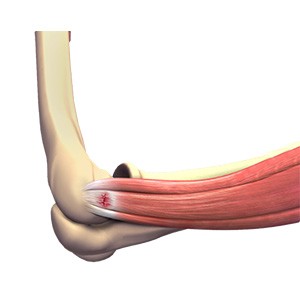 elbow Anatomy